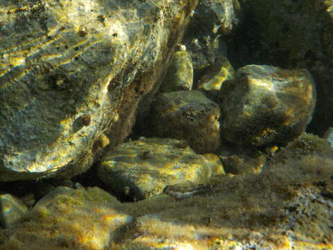 Image of Adriatic blenny