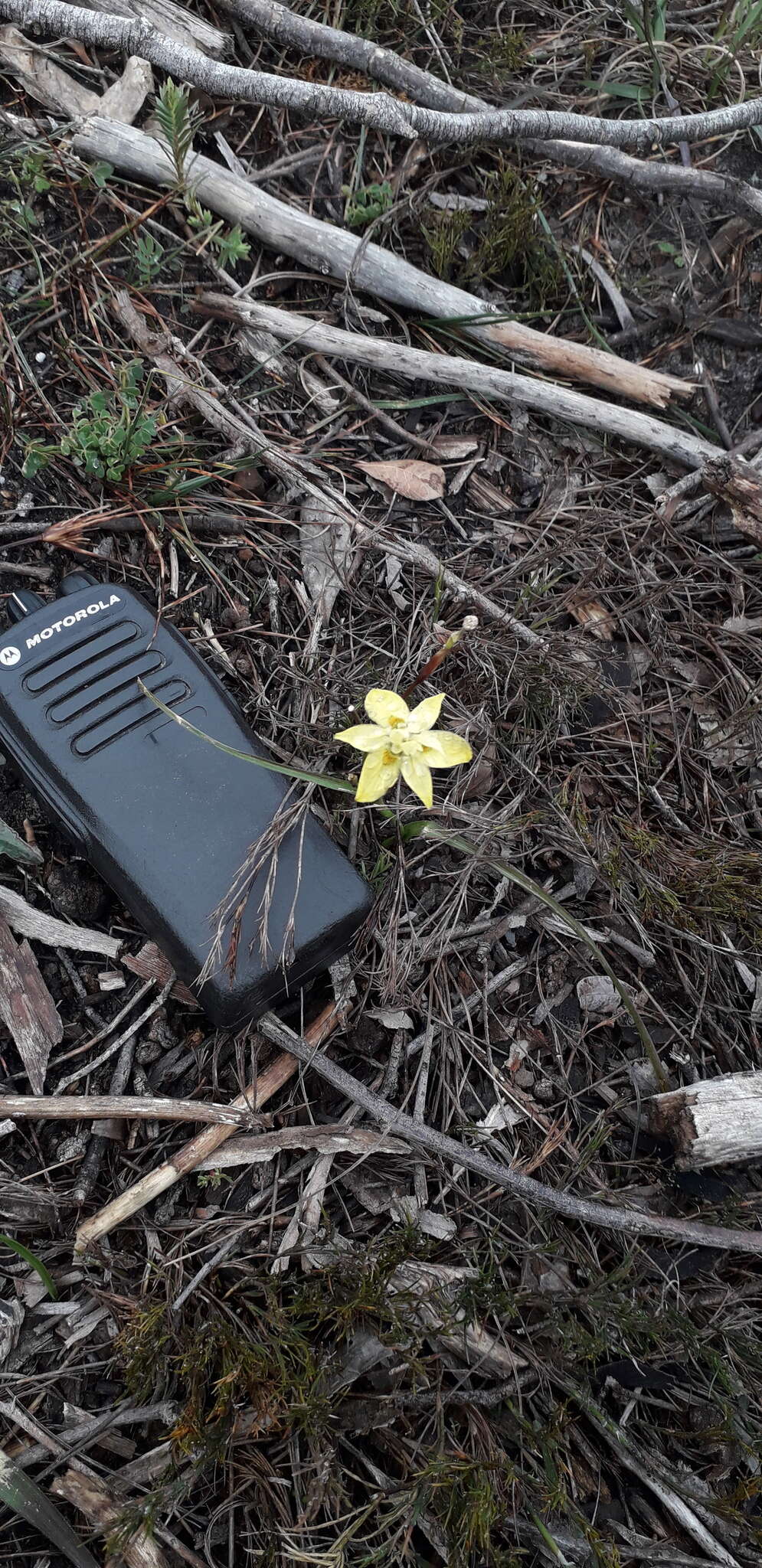 Moraea bituminosa (L. fil.) Ker Gawl. resmi