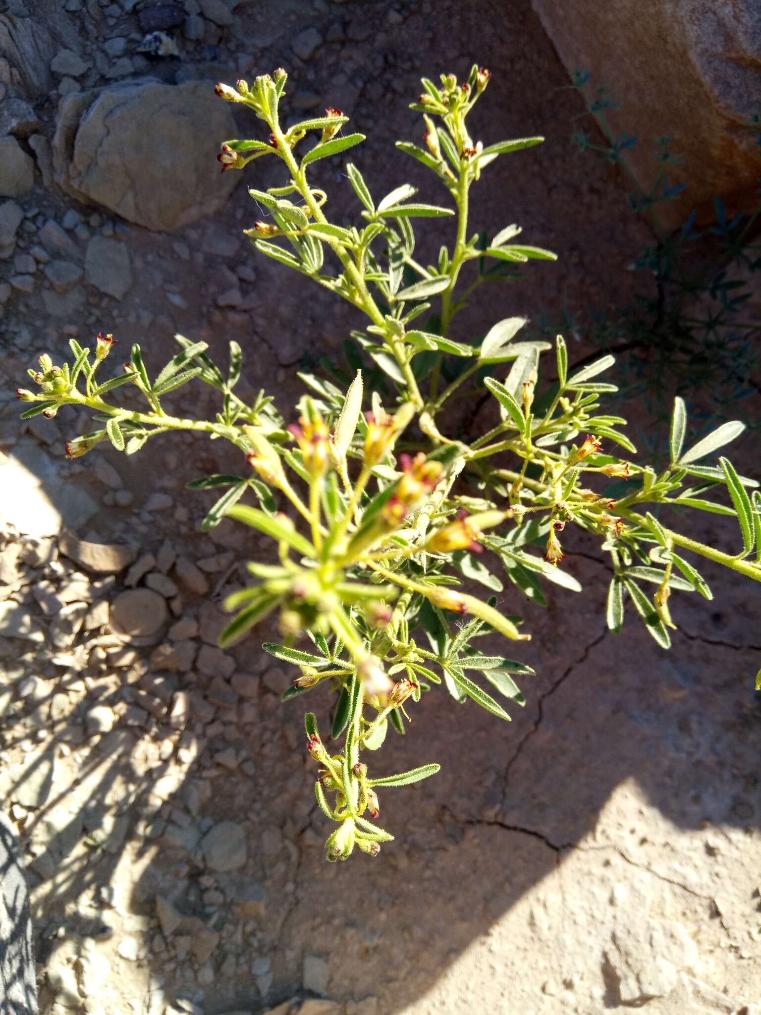 Image of Cleome amblyocarpa Barr. & Murb.