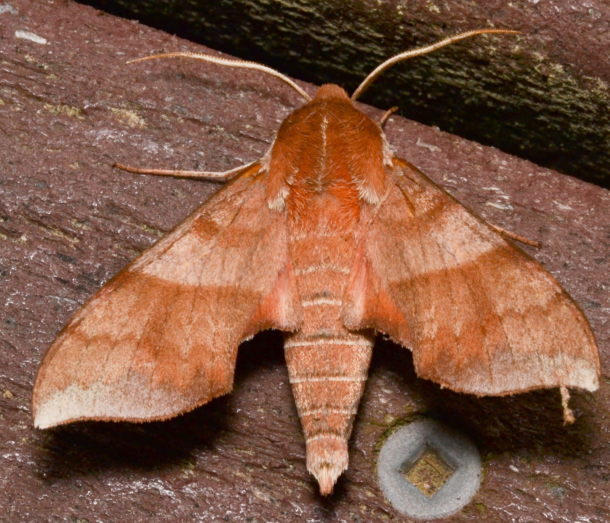 Image of Azalea Sphinx