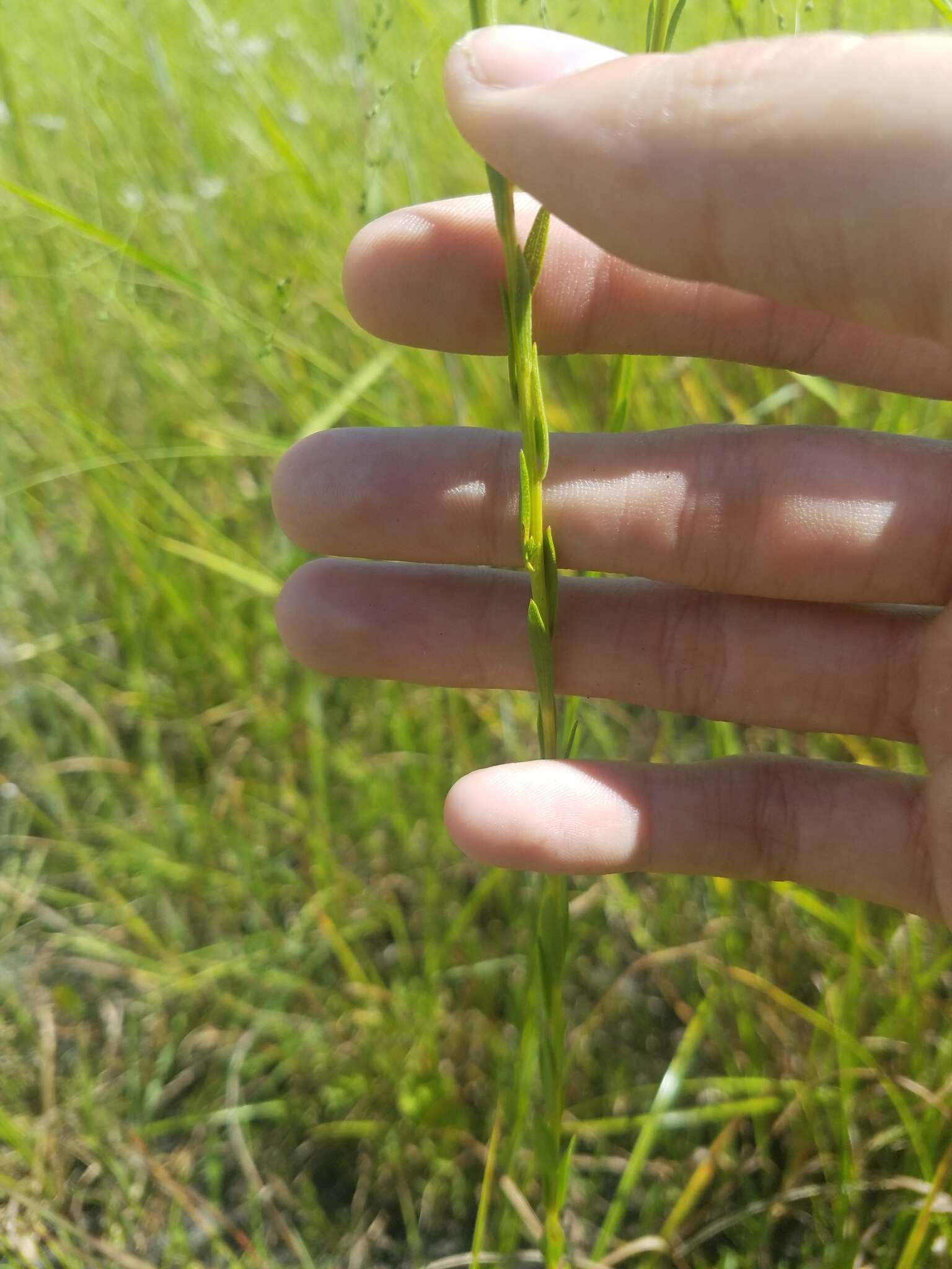 Imagem de <i>Solidago virgata</i>