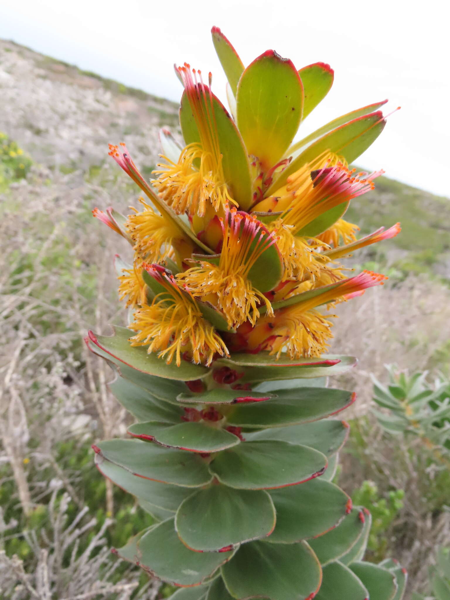 Imagem de Mimetes saxatilis Philips