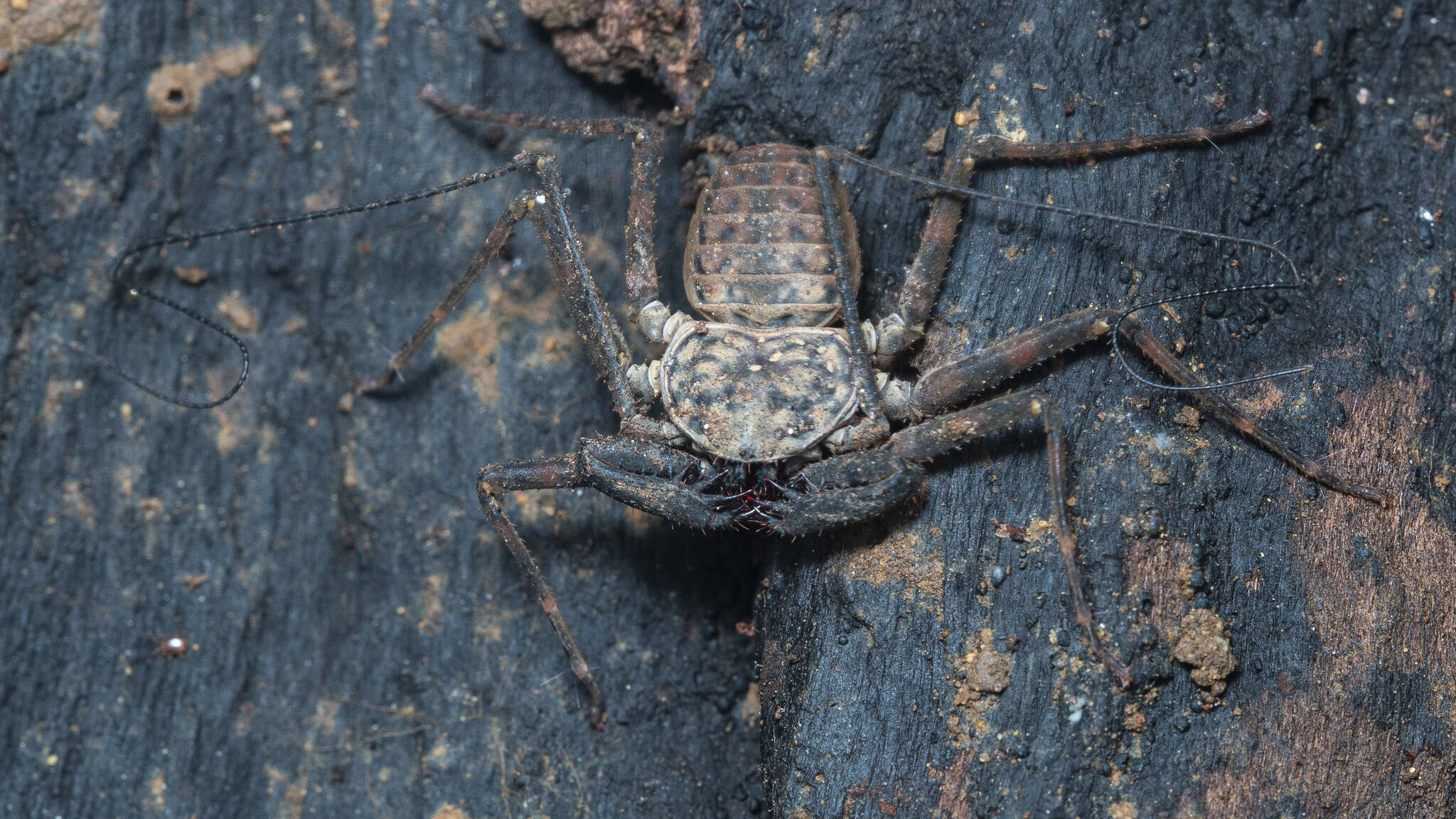 Image of Charinus neocaledonicus Simon 1895