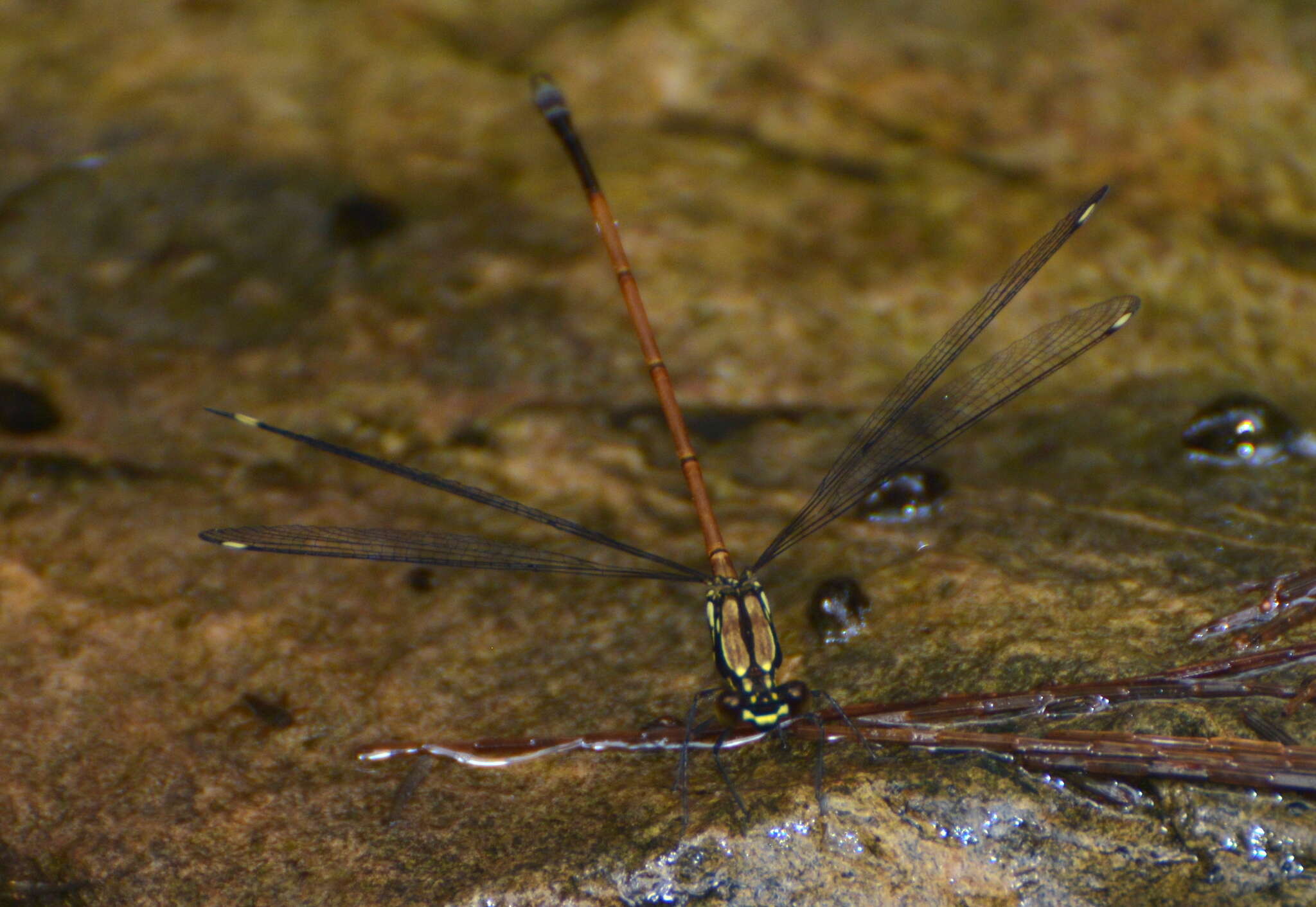 Image of Eoargiolestes ochraceus (Montrousier ex Perroud & Montrousier 1864)