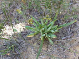 Image of Ferraria parva Goldblatt & J. C. Manning