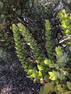 Слика од Arctostaphylos refugioensis Gankin