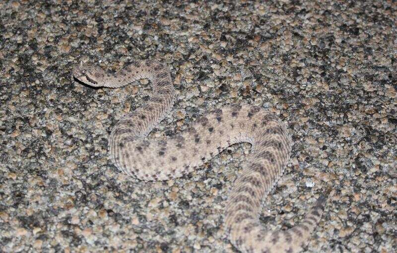 Image of Crotalus cerastes laterorepens Klauber 1944