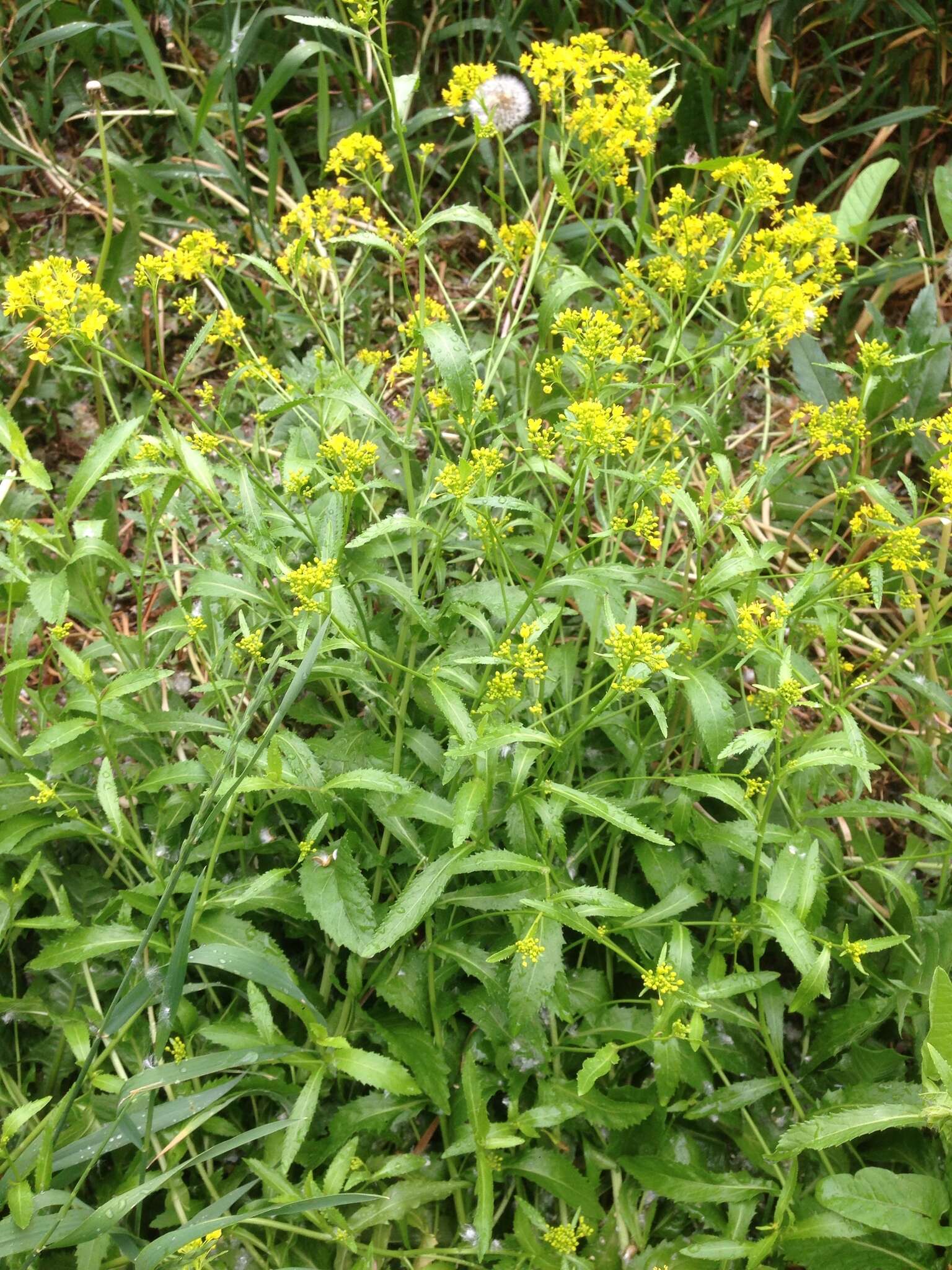 Image of Austrian Field Cress