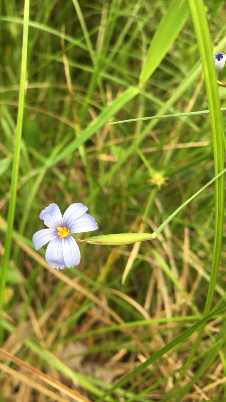 Image of Needle Blue-Eyed-Grass