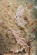 Image of Broad Sea Fan