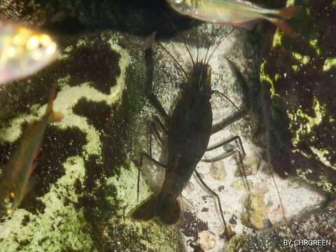 Image of cinnamon river shrimp