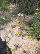 Image of Ixia brunneobractea G. J. Lewis