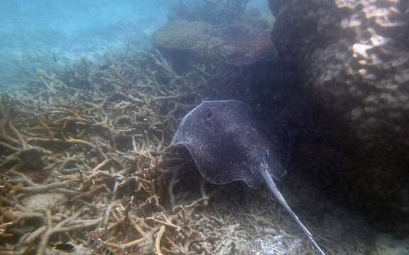 Imagem de Urogymnus granulatus (Macleay 1883)