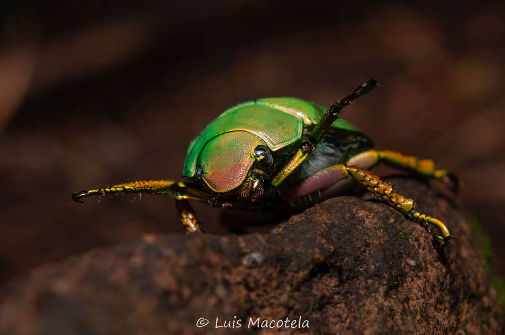 Imagem de Chrysina laniventris (Sturm 1843)