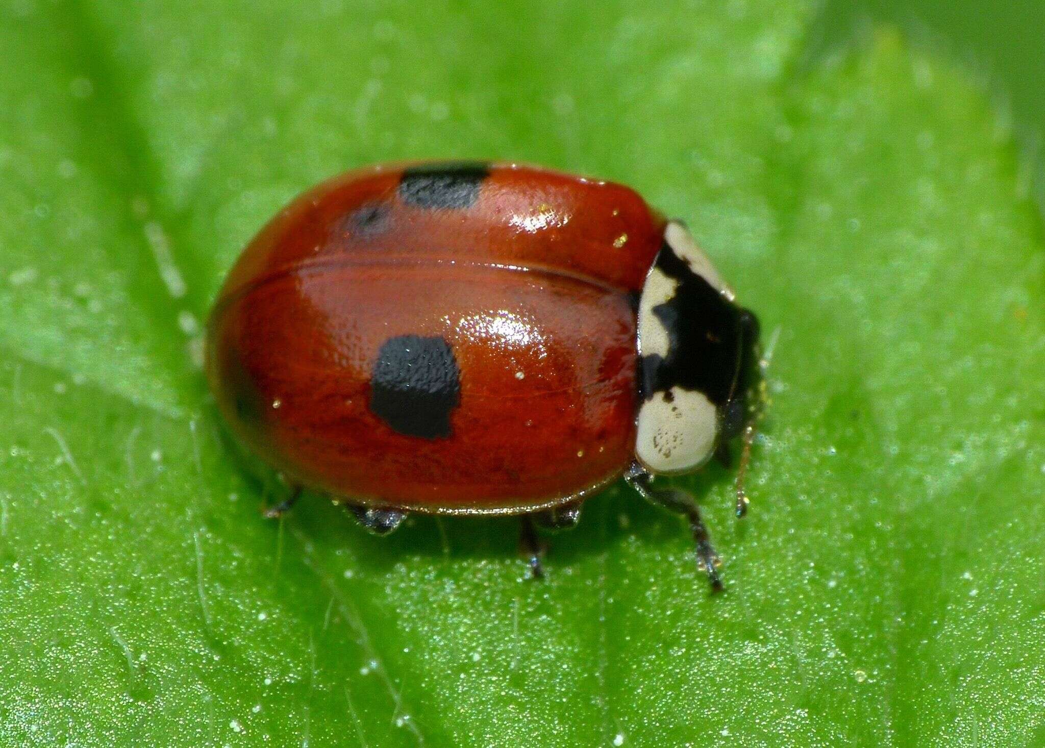Image of Adalia bipunctata bipunctata