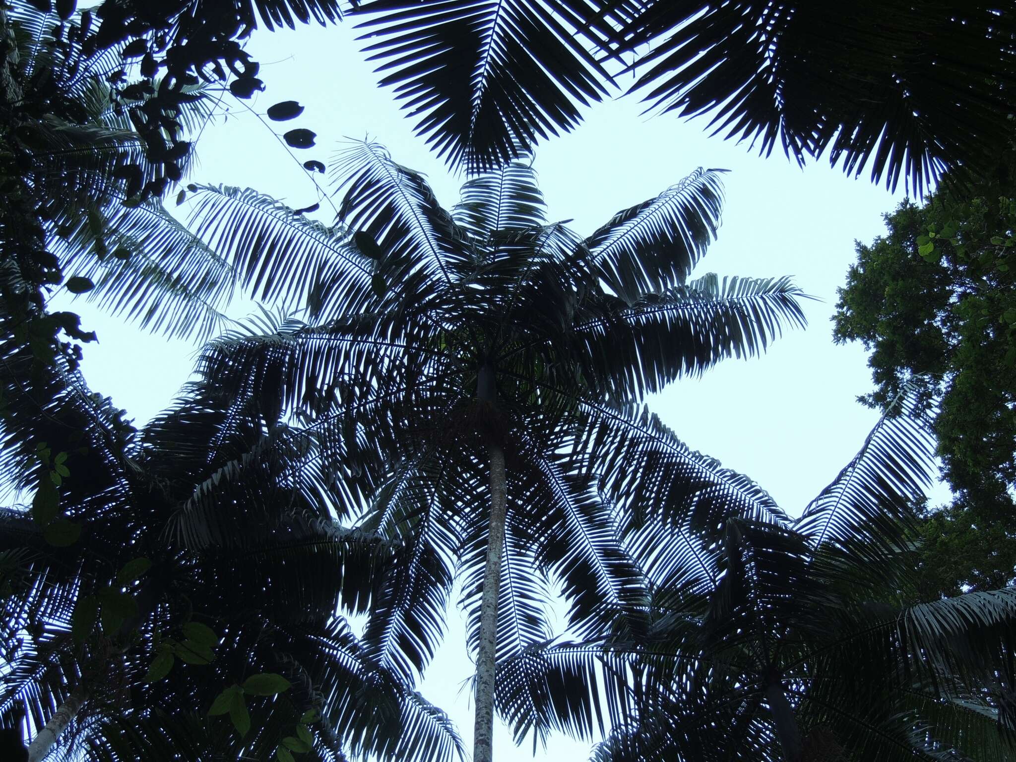 Image of Assai palm
