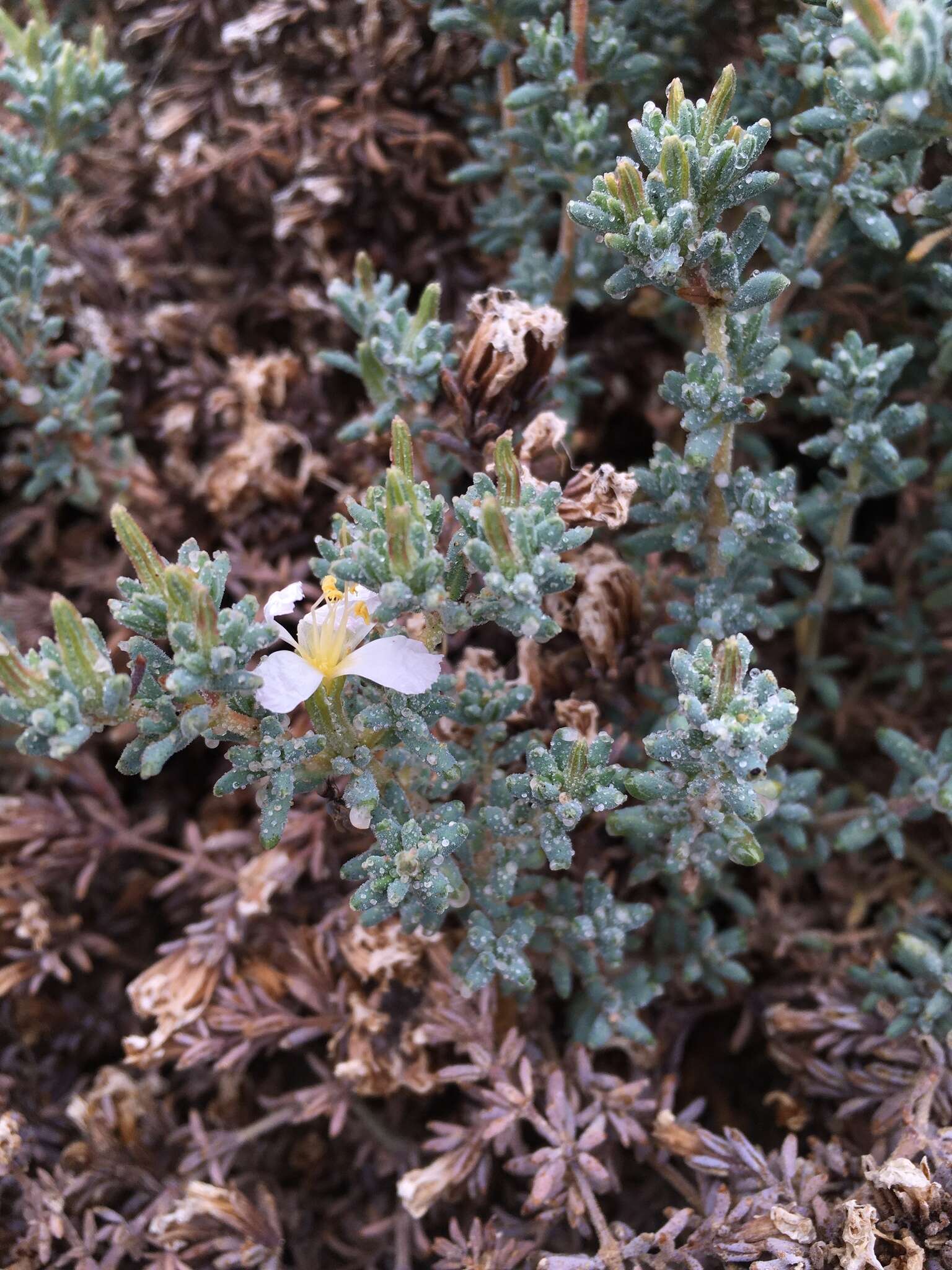 Image of Frankenia chilensis Presl