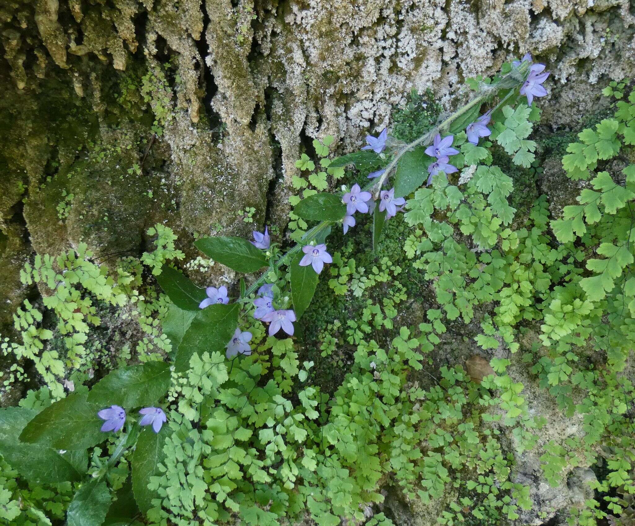 Image of Campanula peregrina L.