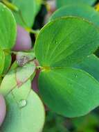 Image of Two-Leaf Sensitive-Pea