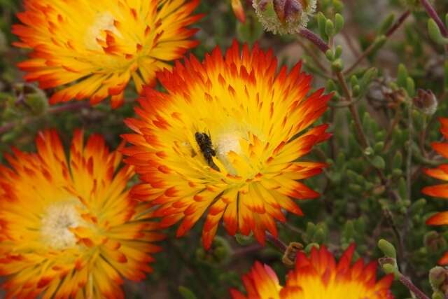 Imagem de Drosanthemum bicolor L. Bol.