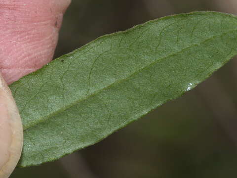 Imagem de Billardiera scandens Sm.