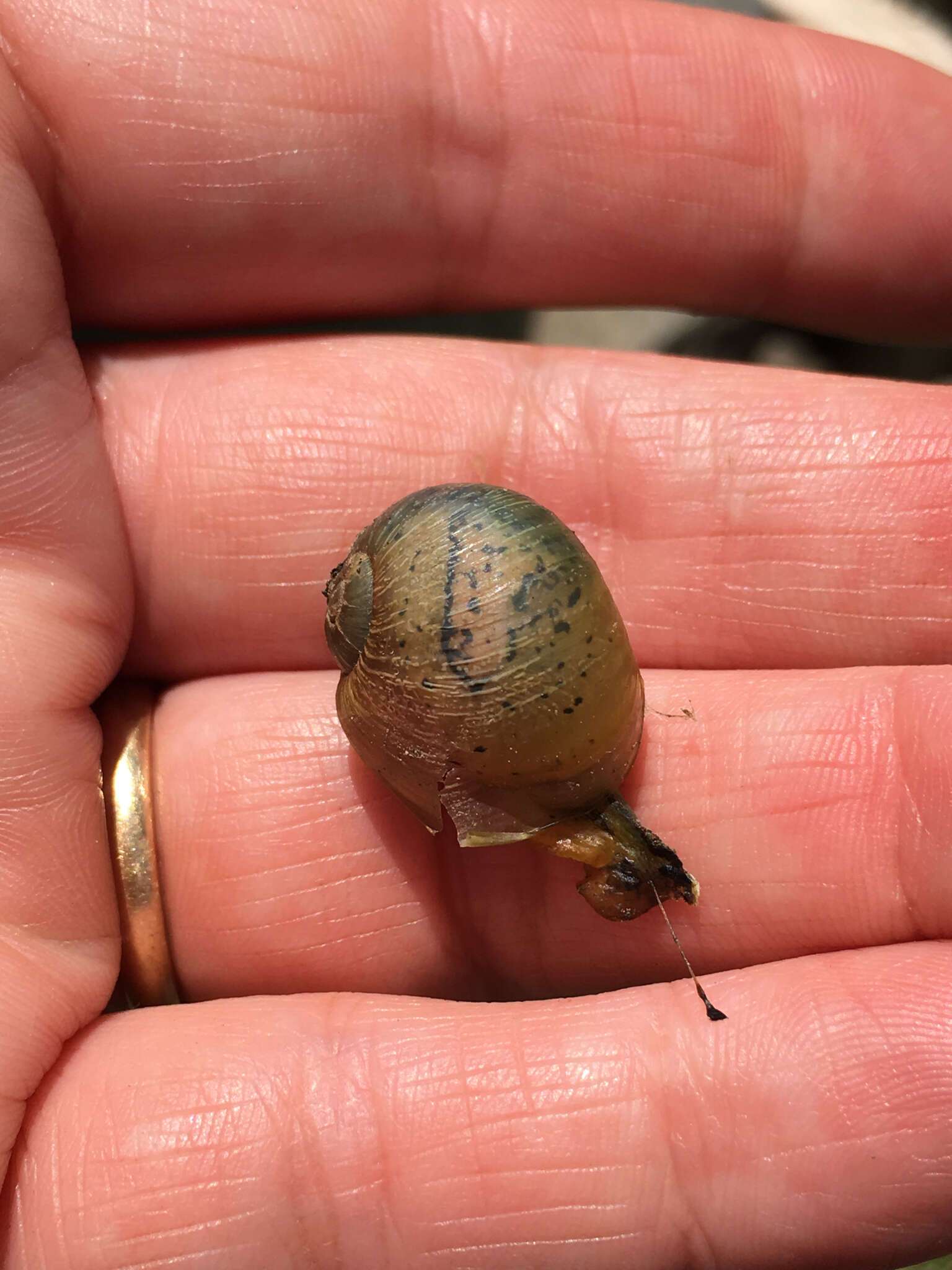 Image of Green Garden Snail