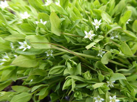 صورة Stellaria arvalis Fenzl ex F. Phil.