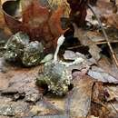 Coprinopsis candidolanata (Doveri & Uljé) Keirle, Hemmes & Desjardin 2004的圖片