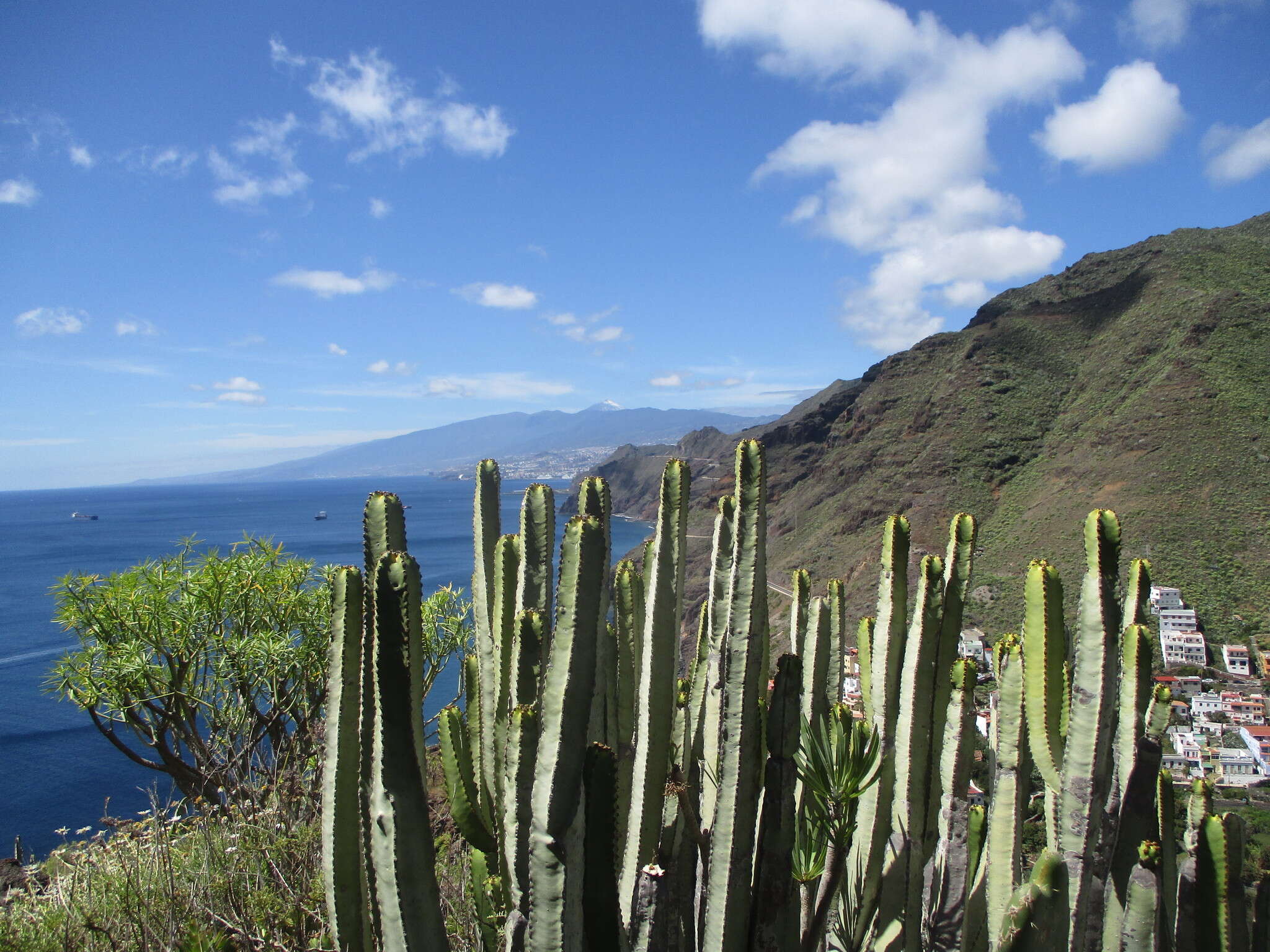 Imagem de Euphorbia canariensis L.