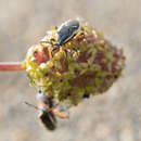 Image of Eldarca nigroscutellata Faúndez 2015