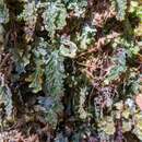 Hymenophyllum applanatum (A. M. Gray & R. G. Williams) Ebihara & K. Iwats. resmi