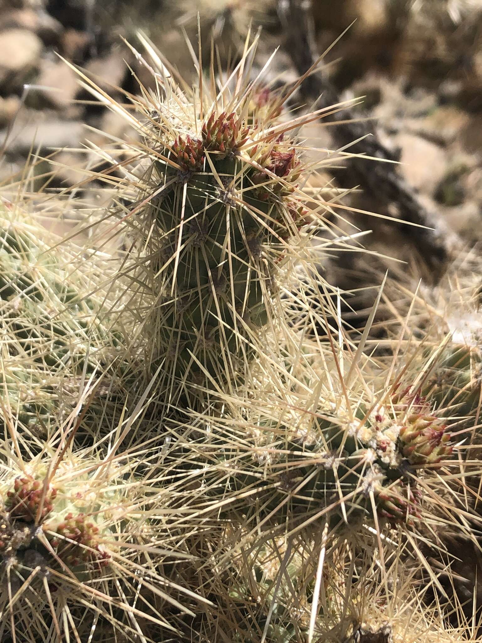 Image de <i>Cylindropuntia chuckwallensis</i>