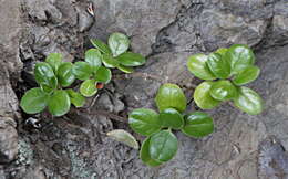 Image de Coprosma repens A. Rich.