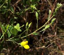 Слика од Baptisia lecontei Torr. & A. Gray