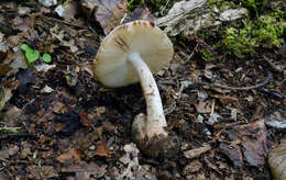 Image of Volvate amanita