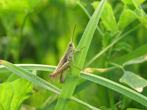 Chorthippus (Glyptobothrus) apricarius (Linnaeus 1758) resmi