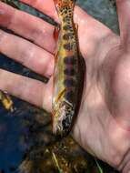 Image of Golden trout