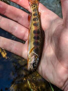 Image of Golden trout