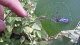 Image of Salvia ramamoorthyana Espejo