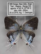 Слика од Hypolycaena liara H. H. Druce 1890