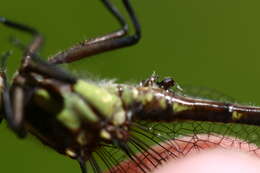 صورة Neogomphus bidens Selys 1878