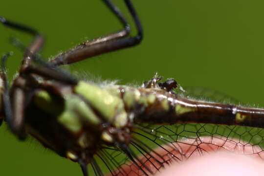 Image de Neogomphus Selys 1858