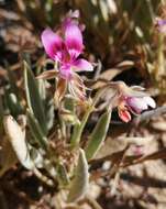 Image of Pelargonium caespitosum subsp. caespitosum