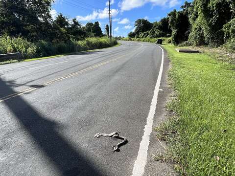 Image of Puerto Rican Boa