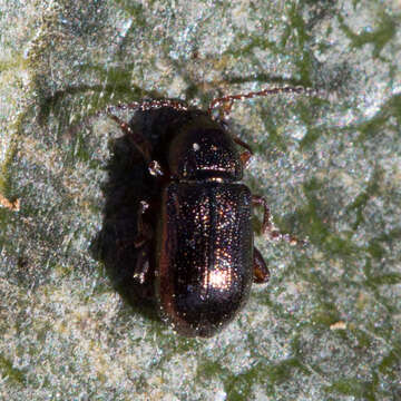 Image of Hemiglyptus