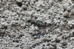 Image of Short-legged Tiger Beetle