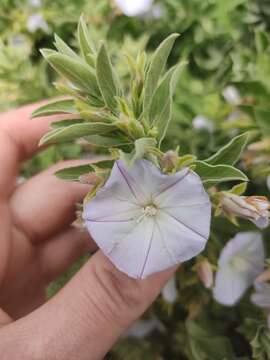 Image of Convolvulus fruticulosus Desr.