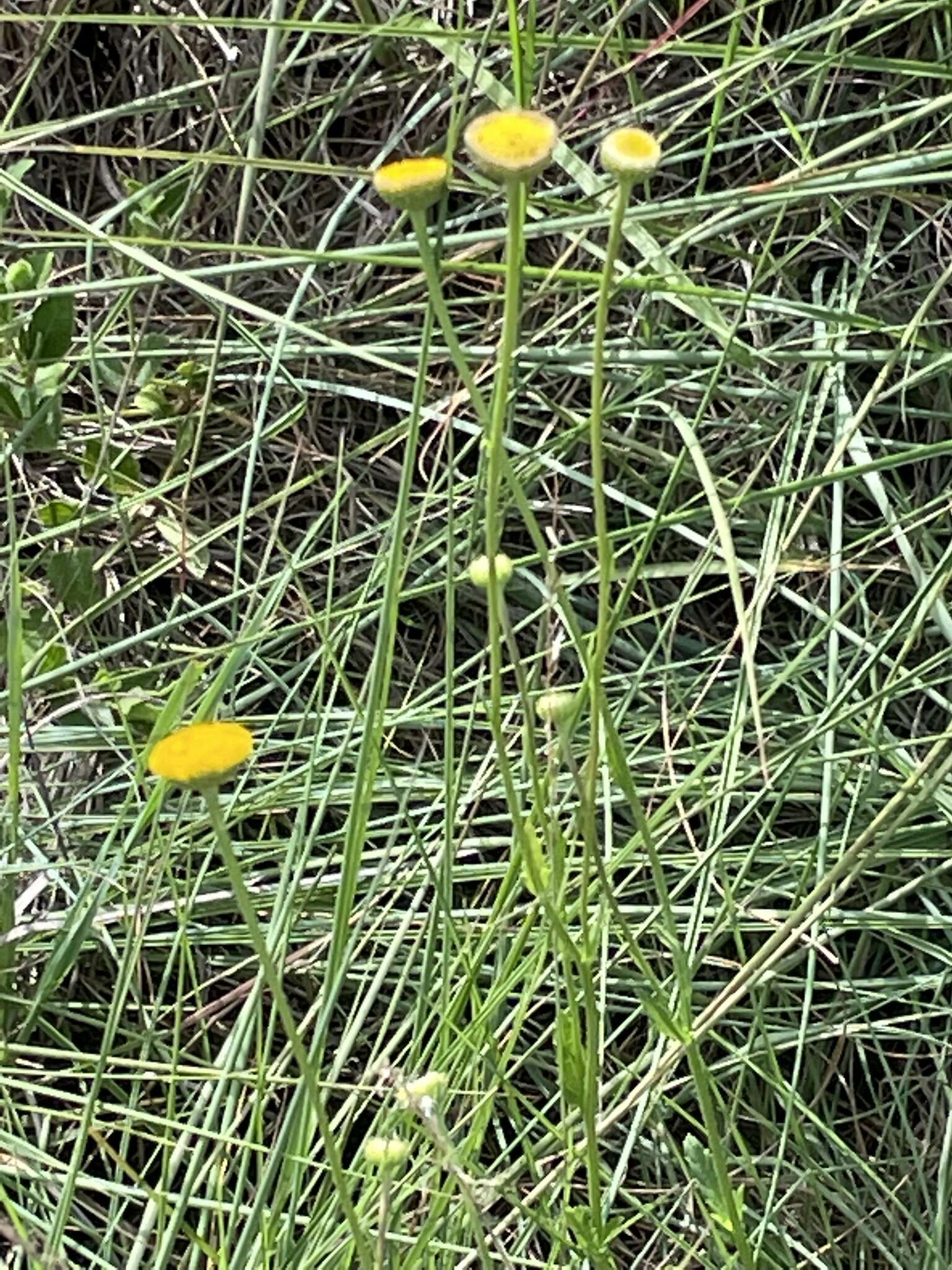 Sivun Nidorella podocephala (DC.) J. C. Manning & Goldblatt kuva