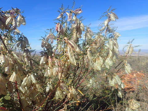 Image of Lessertia frutescens