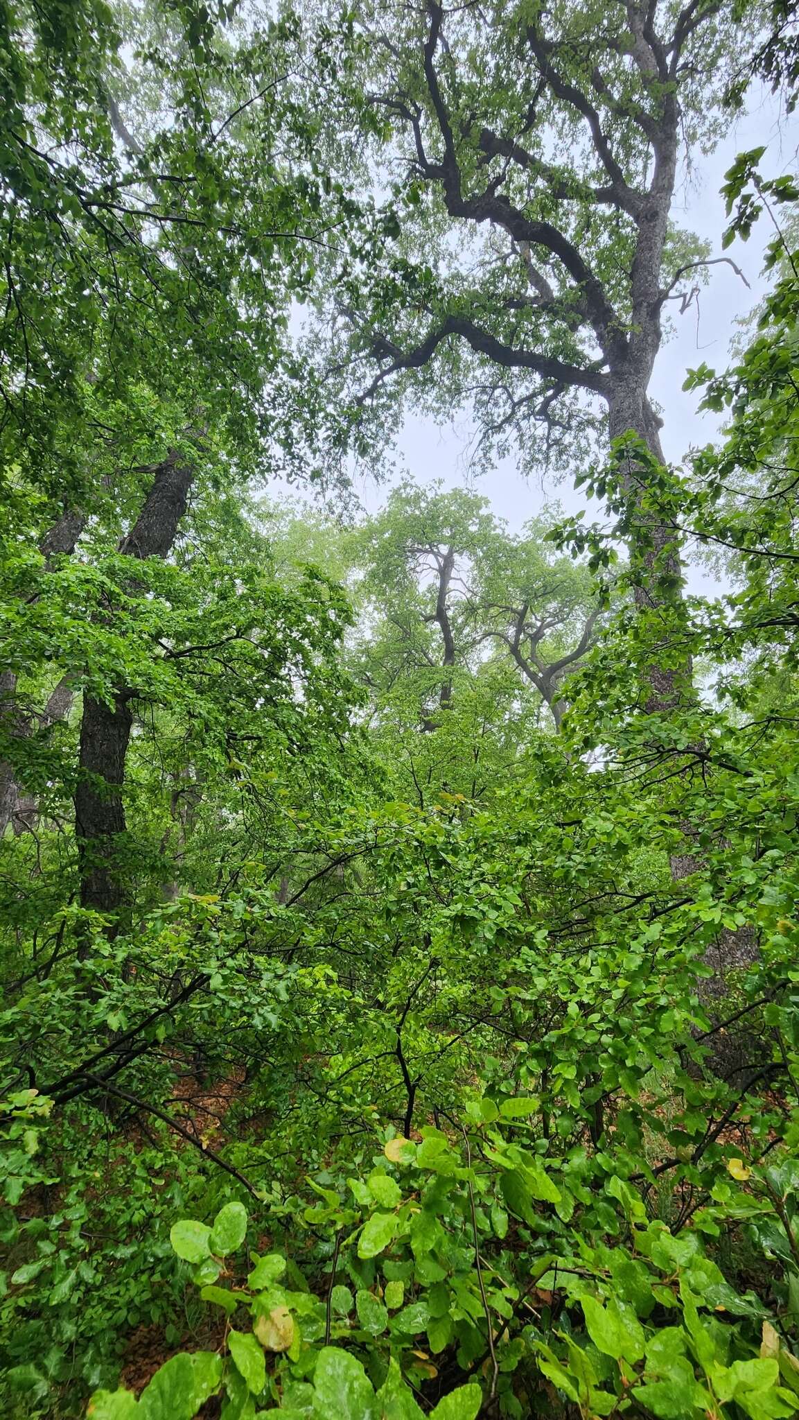 Imagem de Nothofagus macrocarpa (A. DC.) F. M. Vázquez & R. A. Rodr.